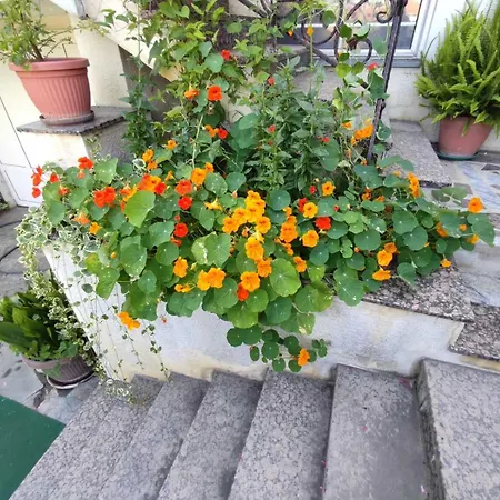 Sentic * Vranje