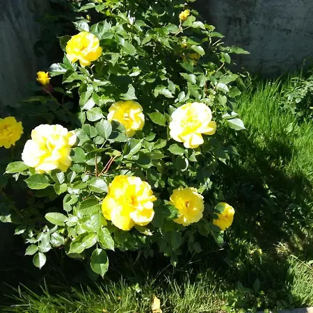Sentic Vranje